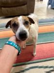 Stella