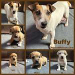 Buffy & Puppies!