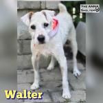 Walter