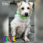 Ollie