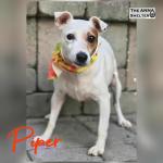 Piper