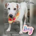 Roxy